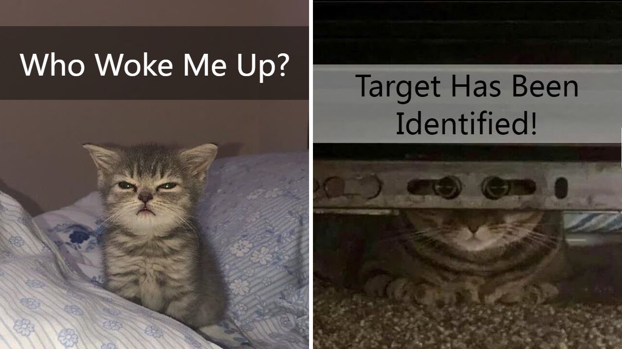 Funniest Pics Of Cats From The 'Cat Virus.Exe' Instagram Page