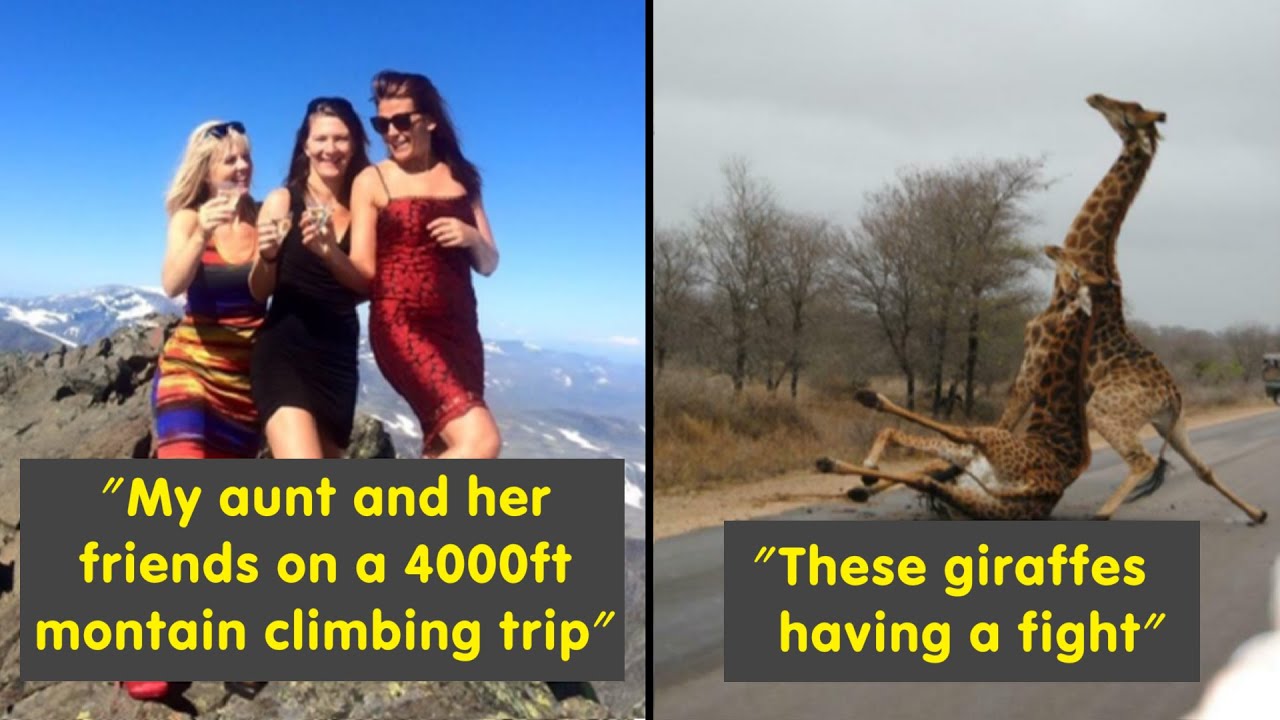 Funny Vacation Photos That Went Viral 🦒 Giraffes Having a Fight! | Humor Sweet