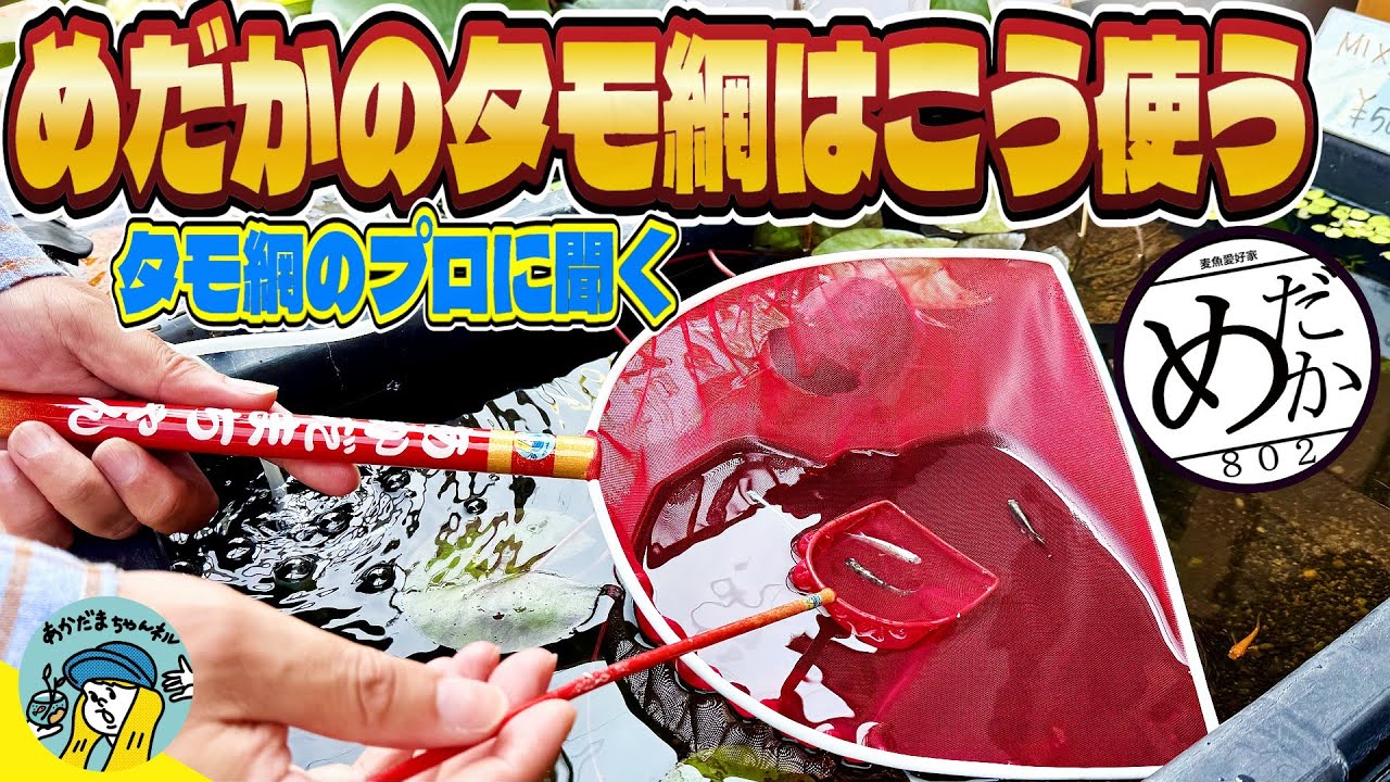 【めだか】メダカのタモ網はこう使え！プロに聞く！タモ網の極意と作り方！水草水槽にも使える（超人気802さんにオリジナルのタモを作ってもらいました）