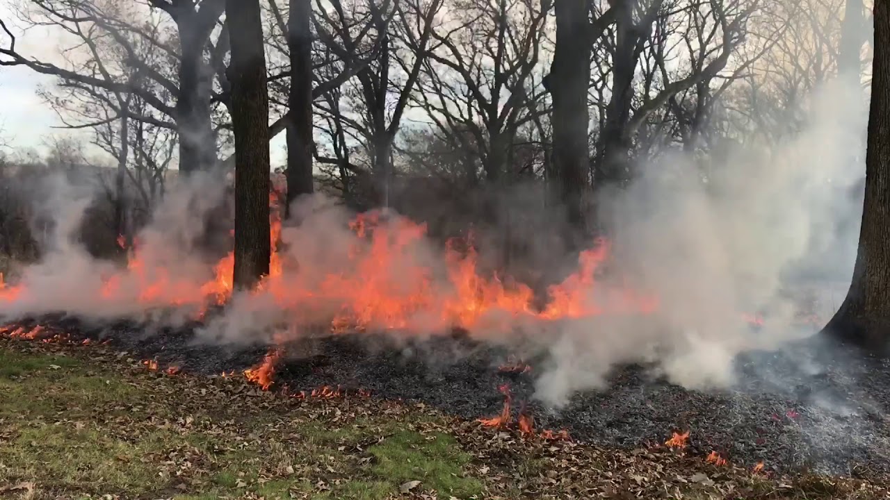 Prescribed Woodland Burn - Oak Savanna Restoration