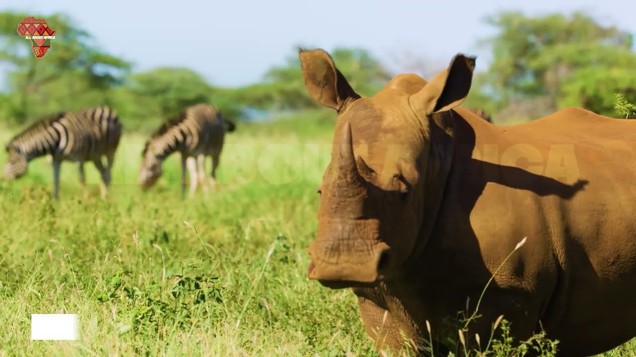 AFRICA'S RAREST WILDLIFE: 10 Animals That Exist Only In Africa