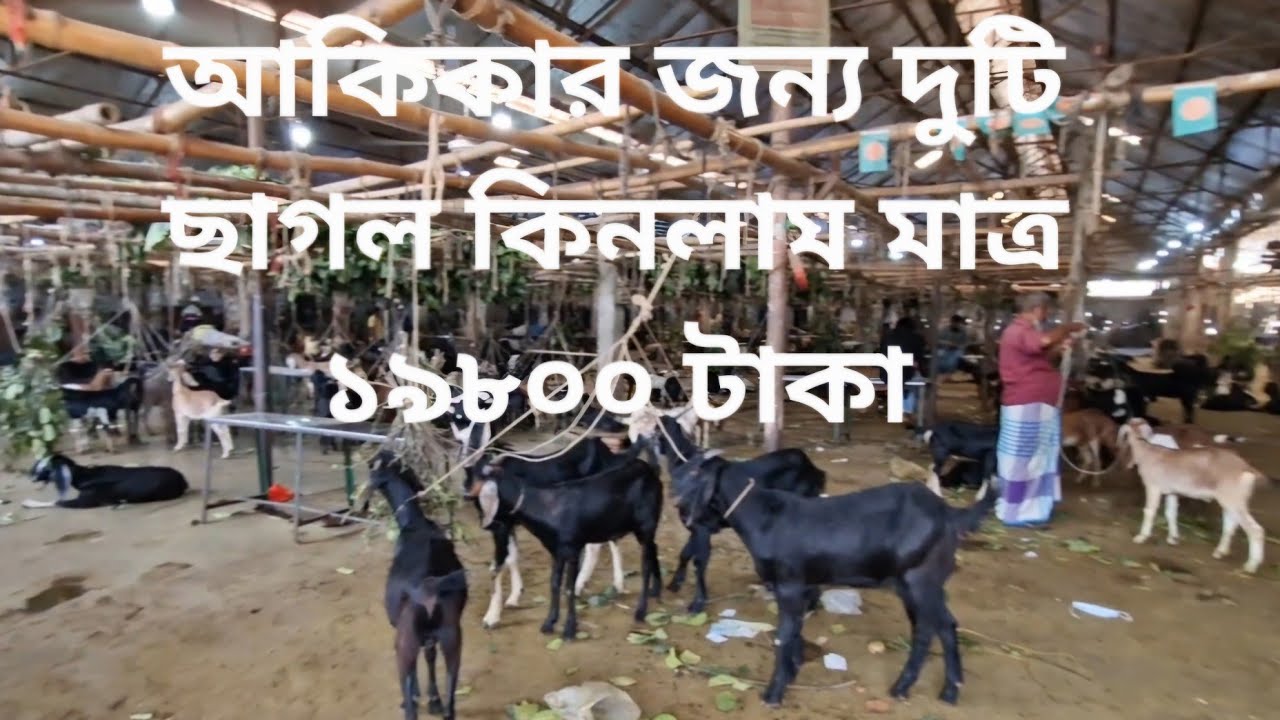 ঢাকায় আকিকার জন্য দুটি ছাগল খাসি কিনলাম ১৯৮০০ টাকায় যাত্রাবাড়ী আড়ত থেকে