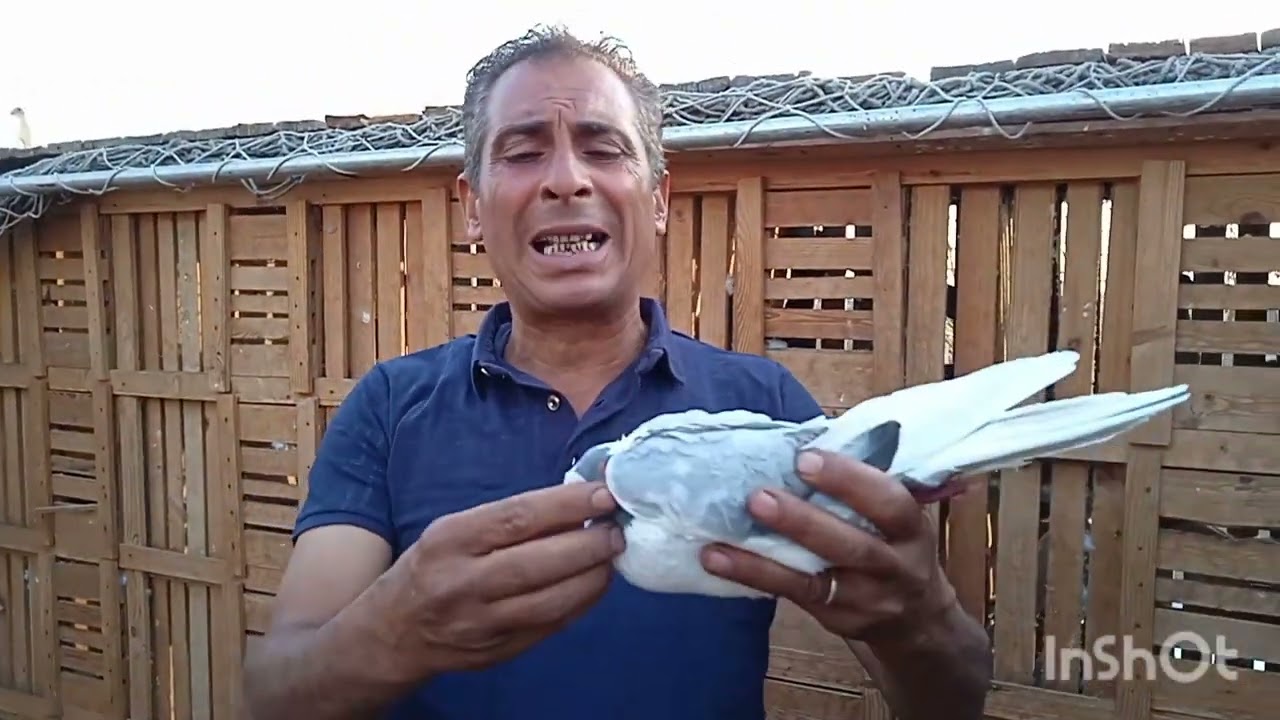 تصنيع الزغليل و علاج دمعت العين