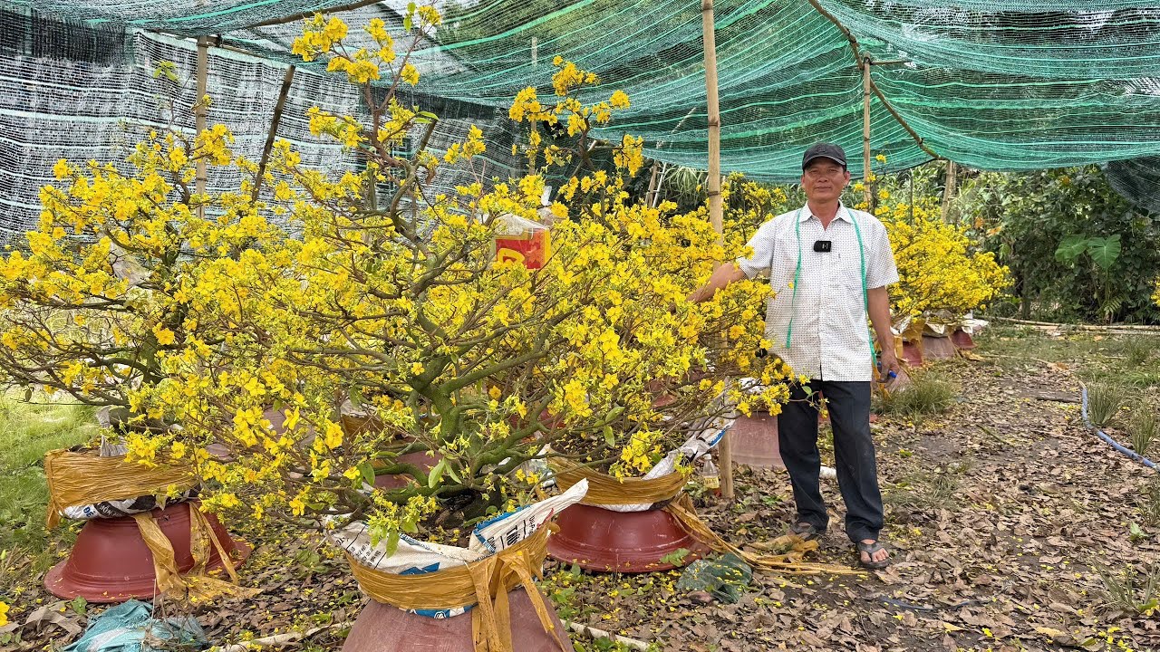 MAI GIẢO TÂN CHÂU 24/O2/2026 (#0917145232 ÚT EM)-  @bonsai Can Tho