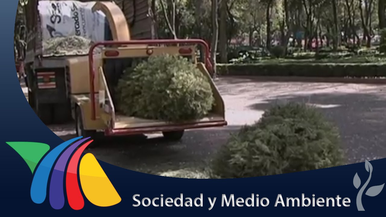 Programa para recolectar &aacute;rboles de Navidad | Noticias