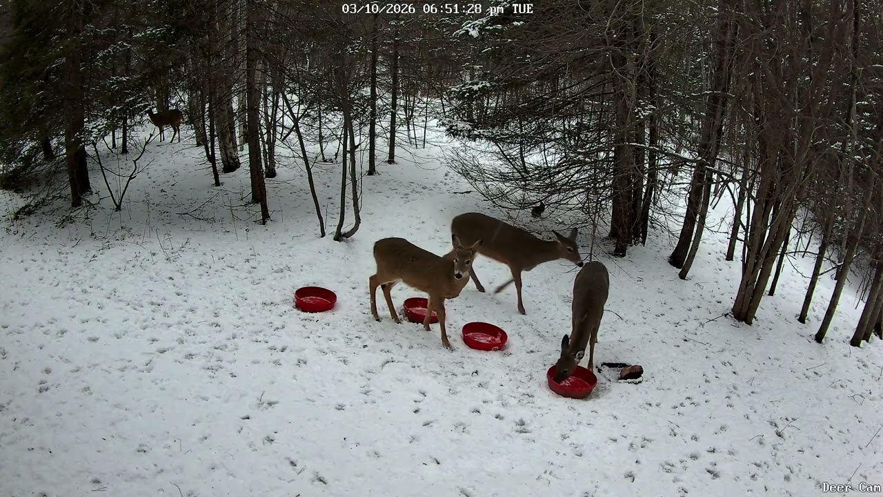 Deer 3-10-2026 6:39 PM