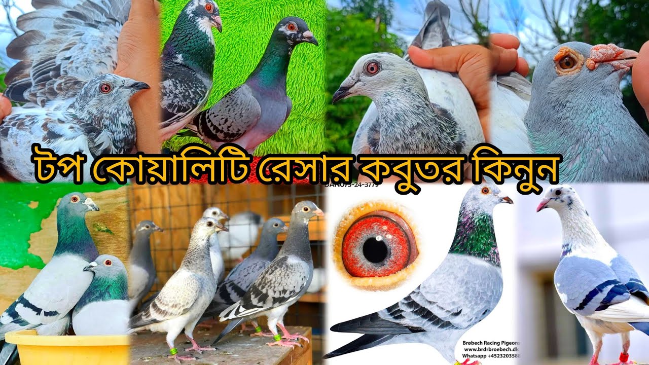 অরজিনাল রেসার কবুতর কিনুন, বিভিন্ন বিদেশি ব্লাড লাইনের,এবং অরজিনাল ক্লাবের রেসর কবুতর কিনুন 