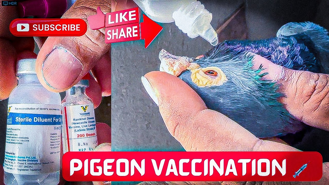 Pigeon Vaccination | Kabutar Ki Vaccine 💉 | How to vaccine pigeons | LaSota Vaccine Dose