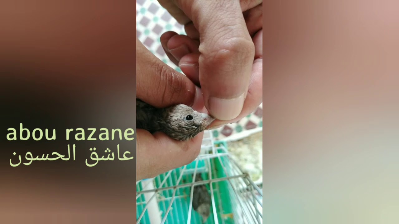 معرفة جنس فرخ هجين الحسون بدون داغة مع abou razane