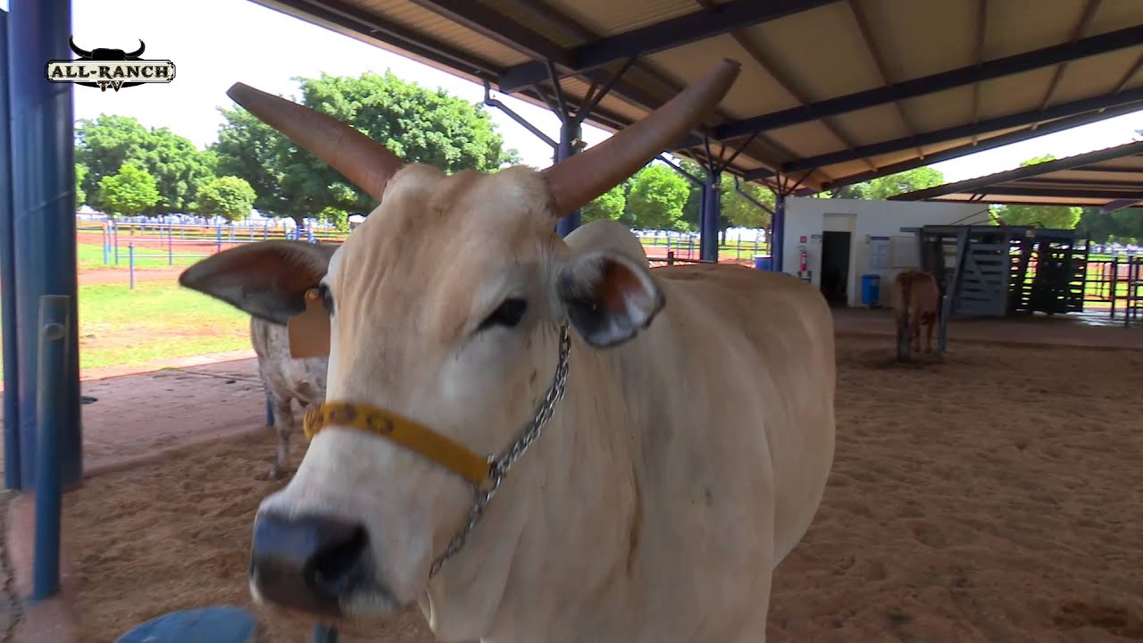 ALL RANCH TV (ALTA GENETICA BRASIL)