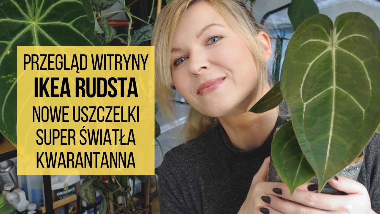 Przegląd witryny Ikea Rudsta: nowe uszczelki, świetne światło i kwarantanna