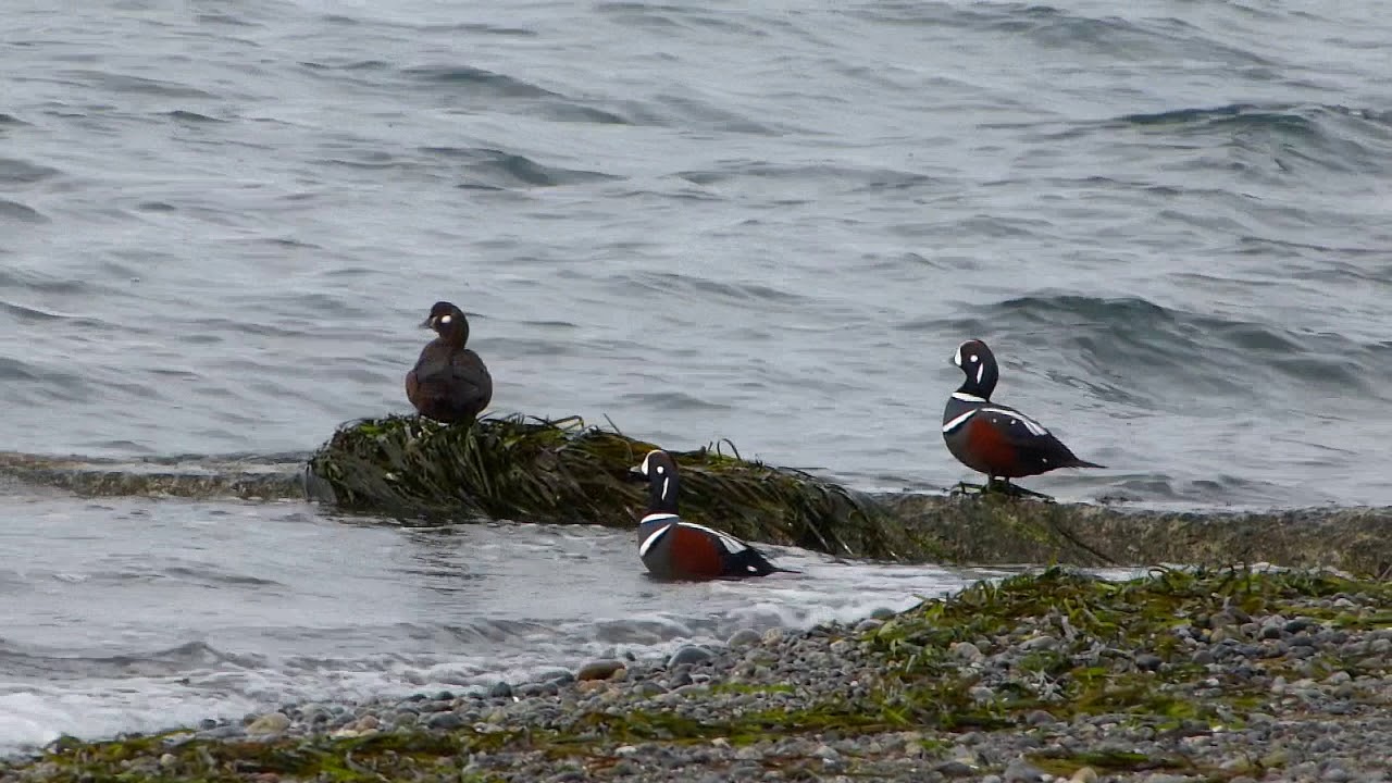 Harlequin Ducks (Histrionicus histrionicus) preening on land