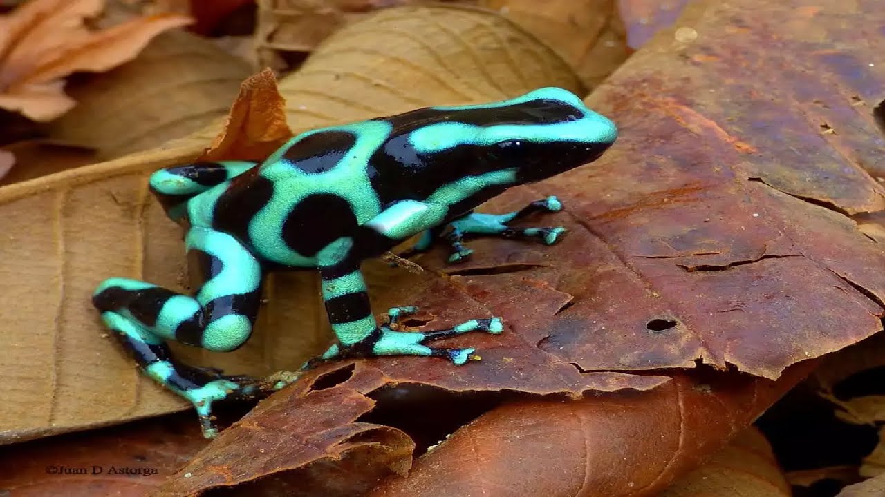 Piccole rane velenose? Le rane freccia! (Dendrobates sp.)