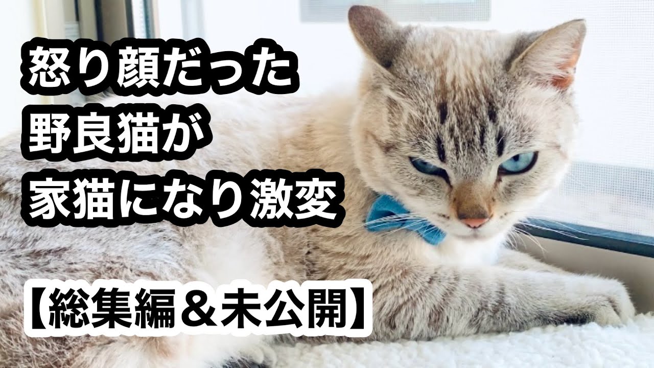 野良猫が家猫になり&hellip;先住猫に可愛がられて怒り顔がニッコリ顔になった【総集編&未公開シーン追加】