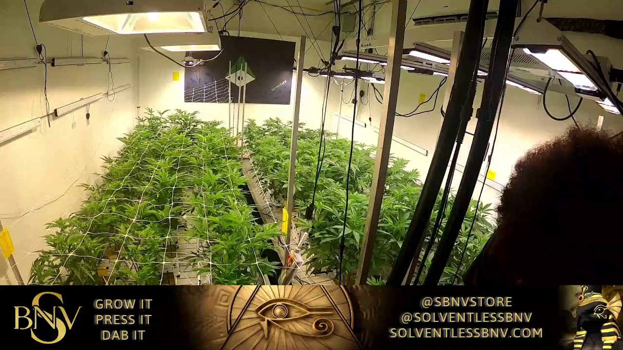 Solventless BakenVape Live Stream