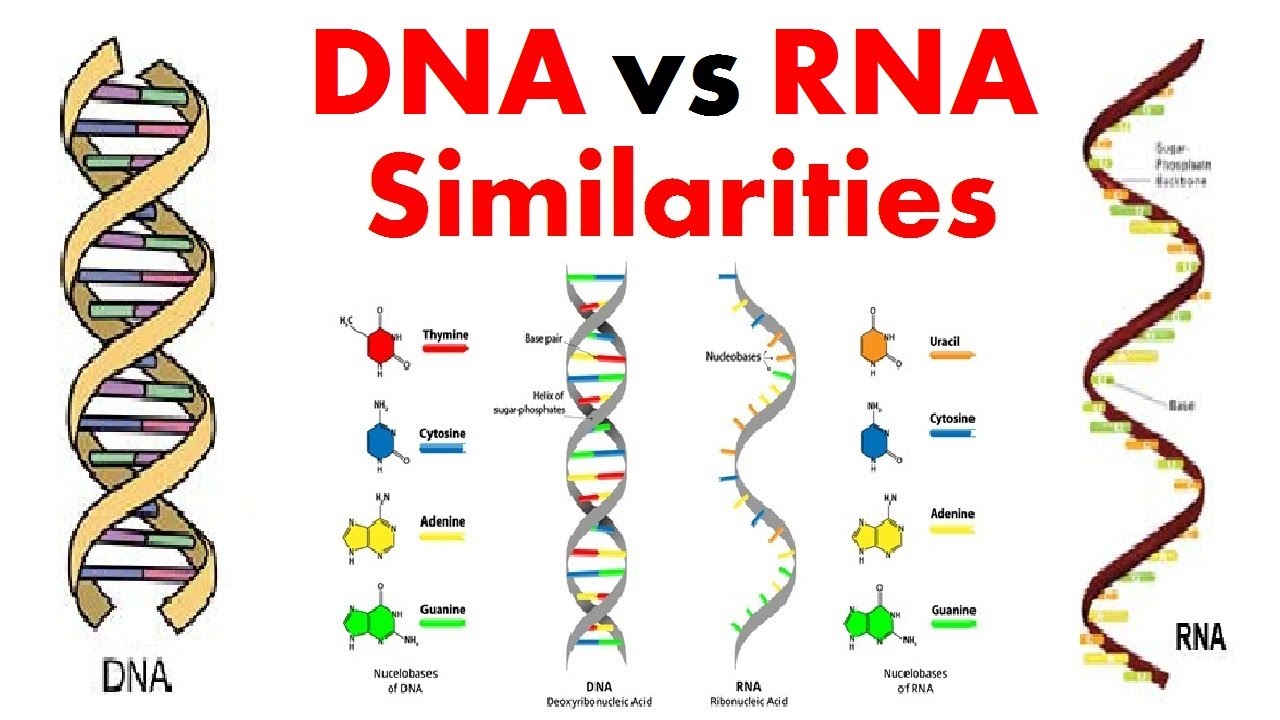 DNA vs RNA Similarities |Common Features Of DNA And RNA