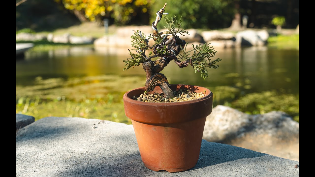 真柏縮小作業⏐製作神枝與舍利⏐Juniper Bonsai Design Process⏐製作一棵迷你盆栽