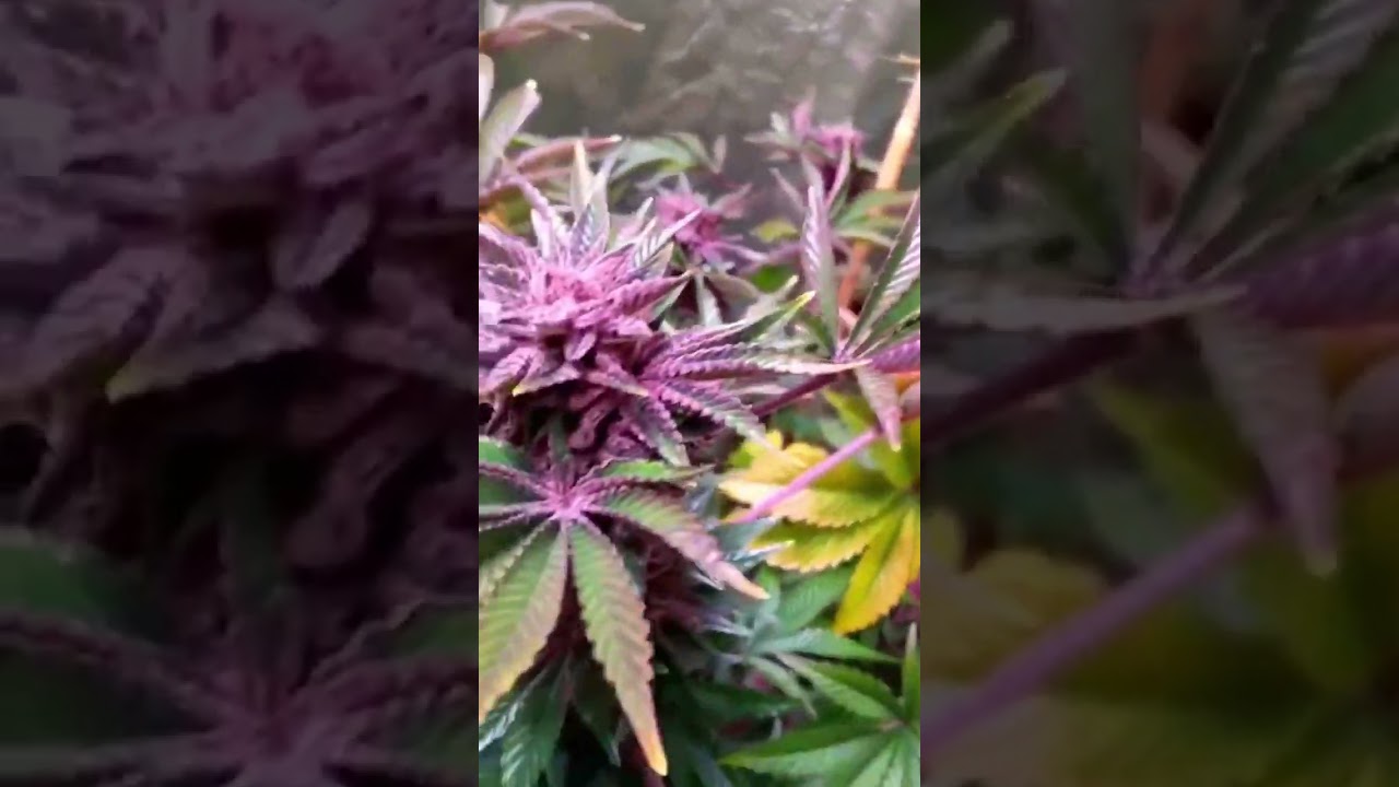 Trop cookies by scouse genetics seeds