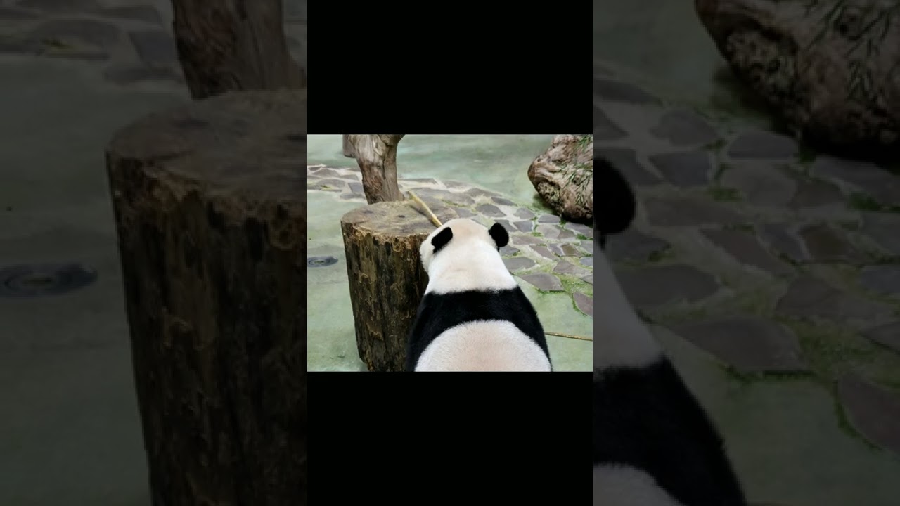 圓仔的小朵朵 cute #panda ears #shorts #yuanzai