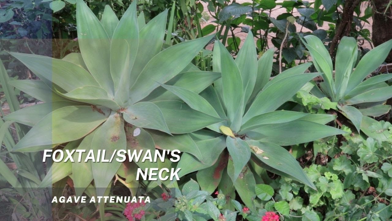 Agave Attenuata - Foxtail, Swan neck. Learn more about propagation through division of its suckers.
