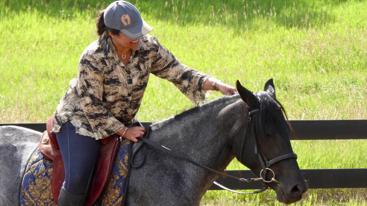 Marchador Horses - ABCCMM Inspections