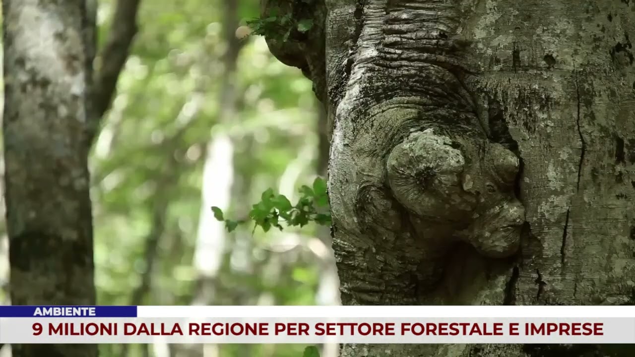 AMBIENTE: 9 MILIONI DALLA REGIONE PER SETTORE FORESTALE E IMPRESE