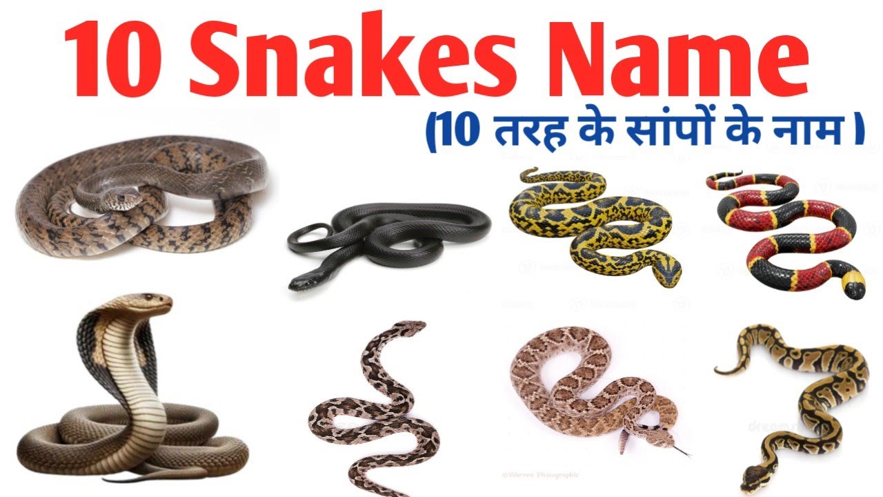 10 Snakes Name in English and Hindi | Learn Snake Names for Kids | Educational Video | AYT Education