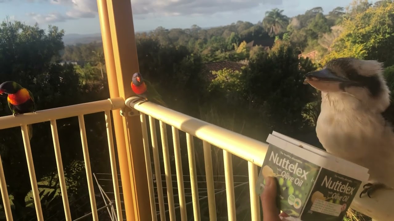 Laughing Kookaburra family, parrot couple and Magpie (black bird)