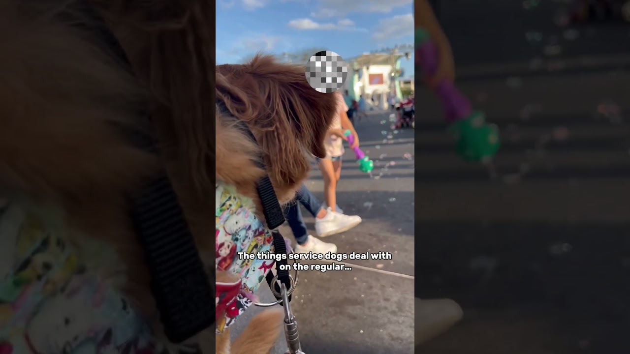 Service dog gets pet by little kid without permission #servicedog
