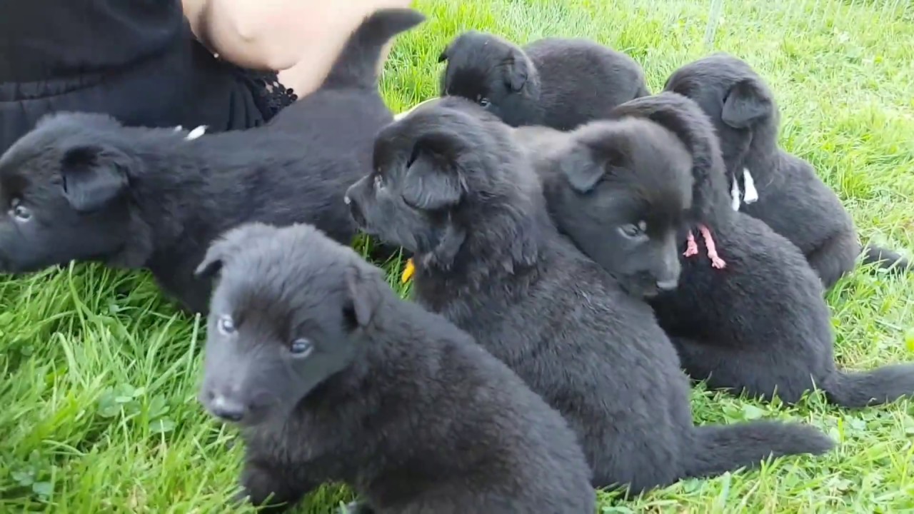 Groenendael puppies