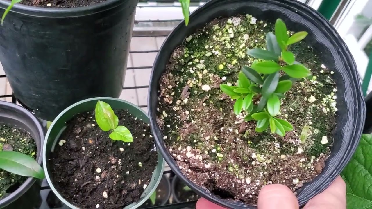 growing jaboticaba from seed with city water successfully