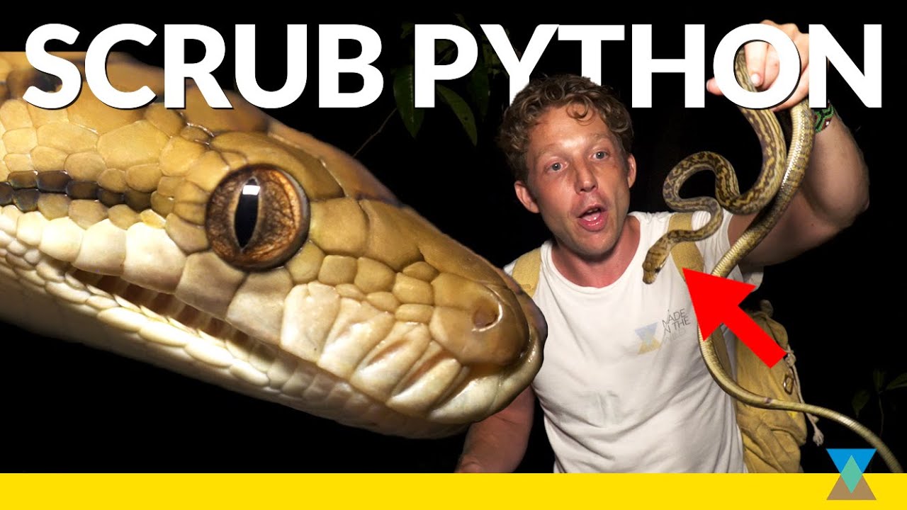 Australia’s Largest Snake Species (+ more Wildlife!)