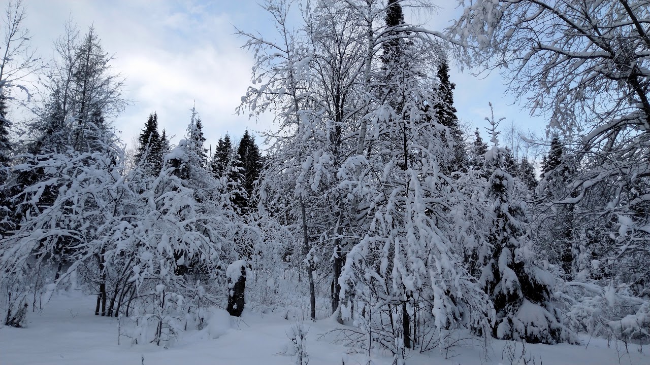 ФОТО 📸 Лес,лыжная трасса PHOTO Forest, ski track