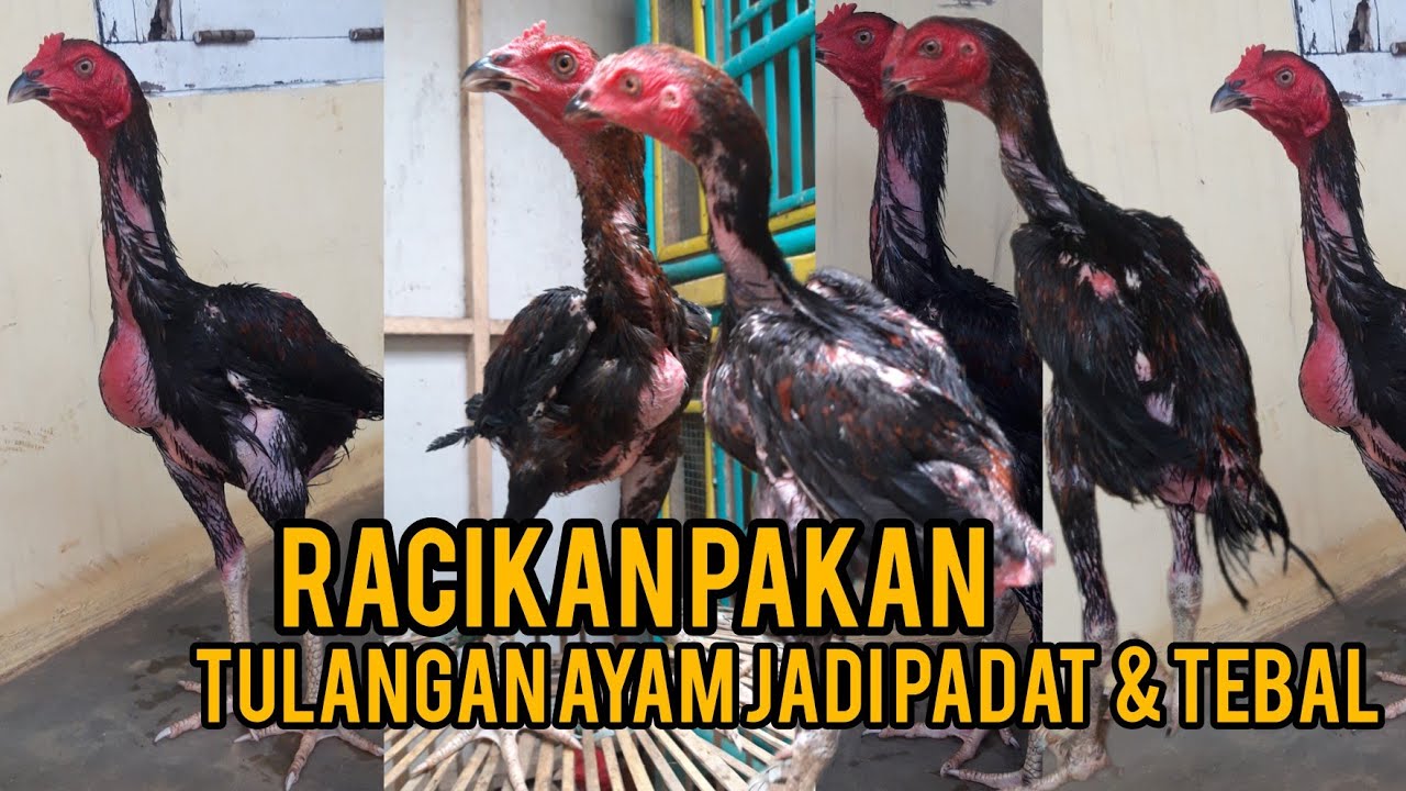 TULANGAN AYAM JADI PADAT & TEBAL  SEJAK DINI , Racikan pakan Ayam ajaib Untuk ayam Kesayangan