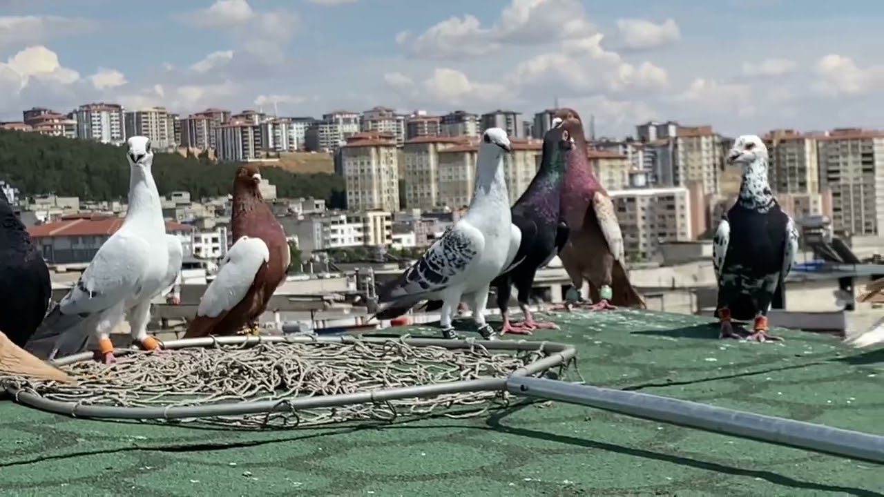 ELVAN KUŞLARIMIZIN ARTIK AYRI KÜMESİ VAR !