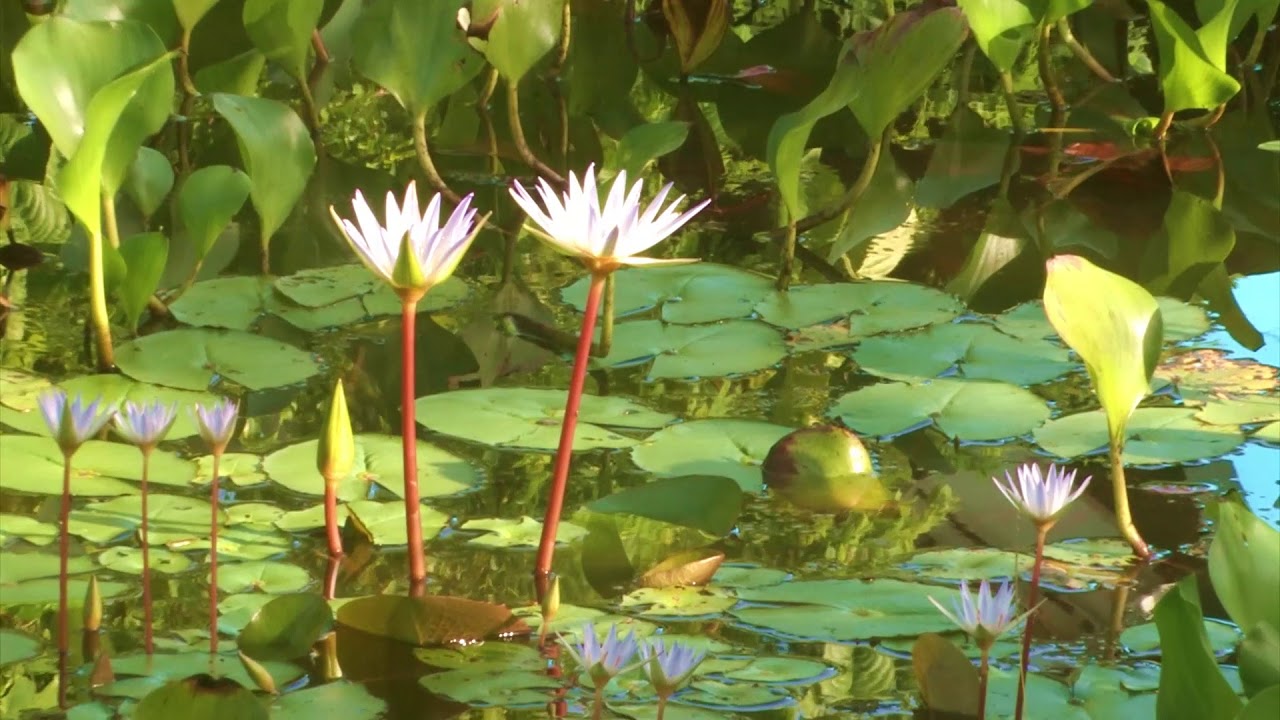El estanque - Visita virtual por el Parque de la Biodiversidad (03)