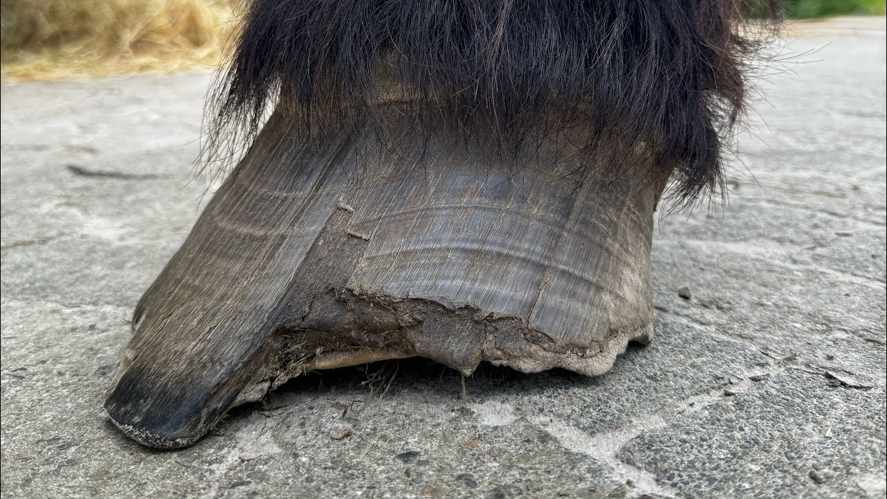 Hooftrimming Drafthorse