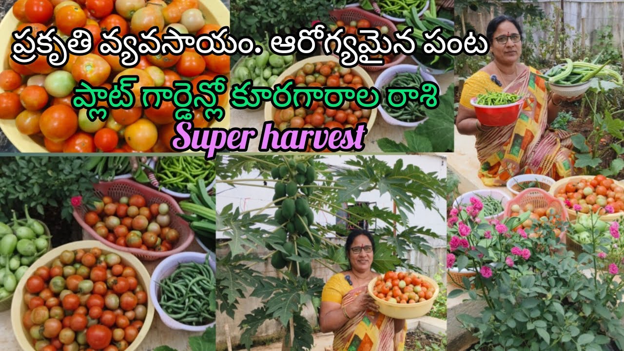 చిన్న స్థలం పెద్ద పంట ఈరోజు గార్డెలో big హార్వెస్ట్ 