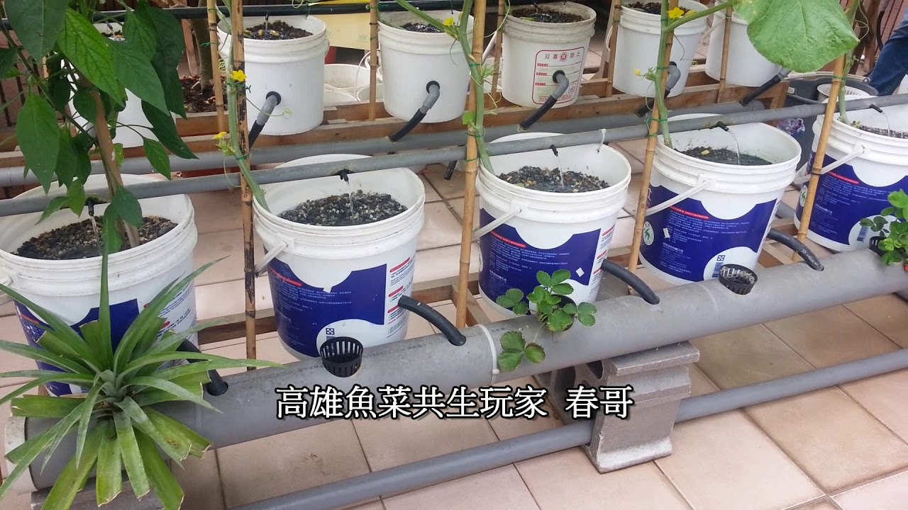 魚菜共生玩家 研究種植哈密瓜