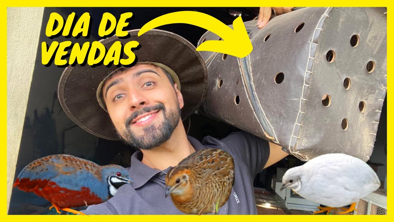 Criação de Codorna Chinesa | Gutejando