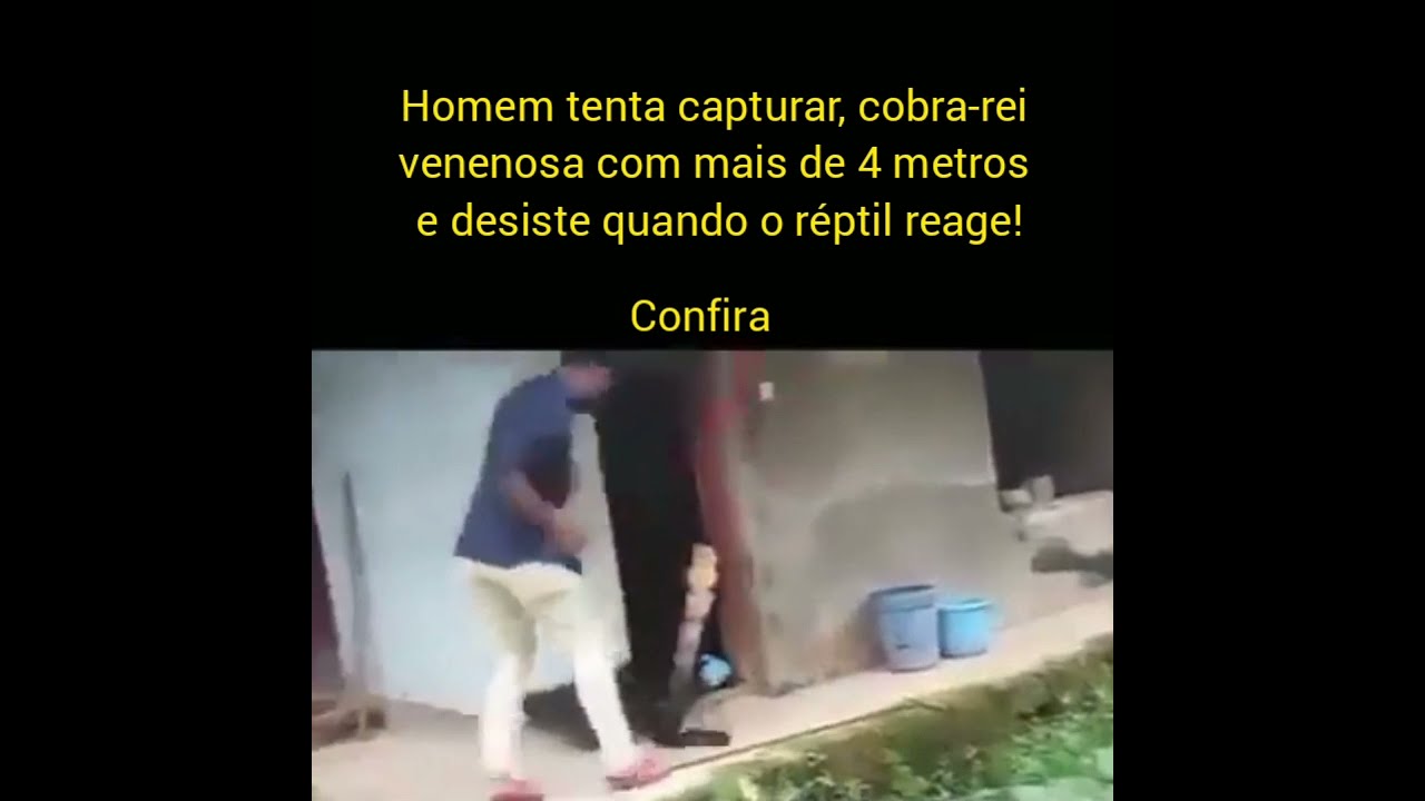 Cobra-rei gigante bota homem para correr #cobragigante #snake #cobras #animals