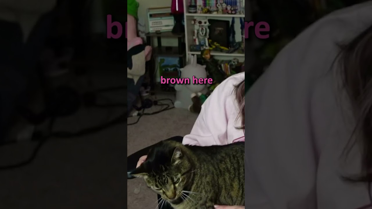 does my cat look green? #twitch #cat #shorts