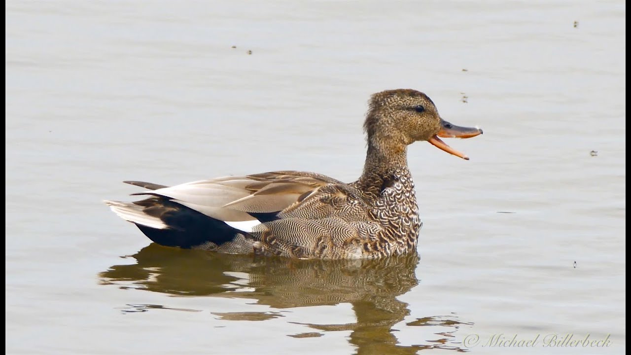 Gadwall (Mareca strepera, formerly Anas strepera ♂)