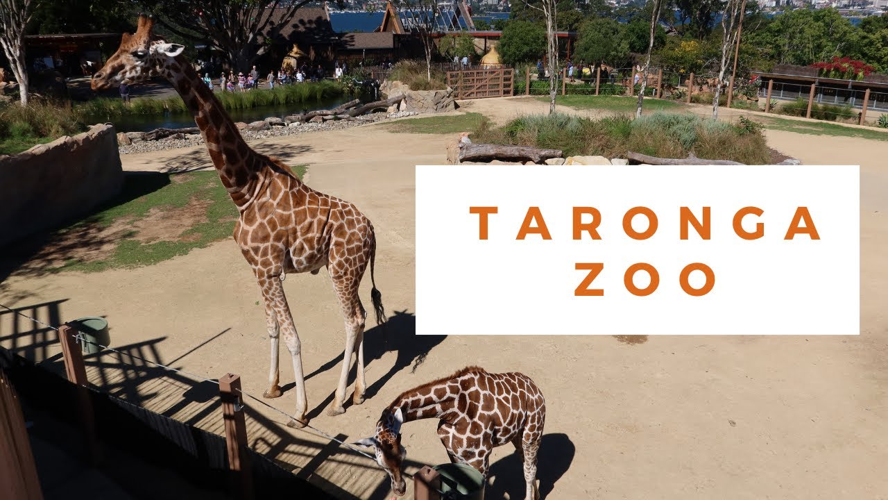 ❤TARONGA ZOO &ndash; Animals and Show Highlights❤