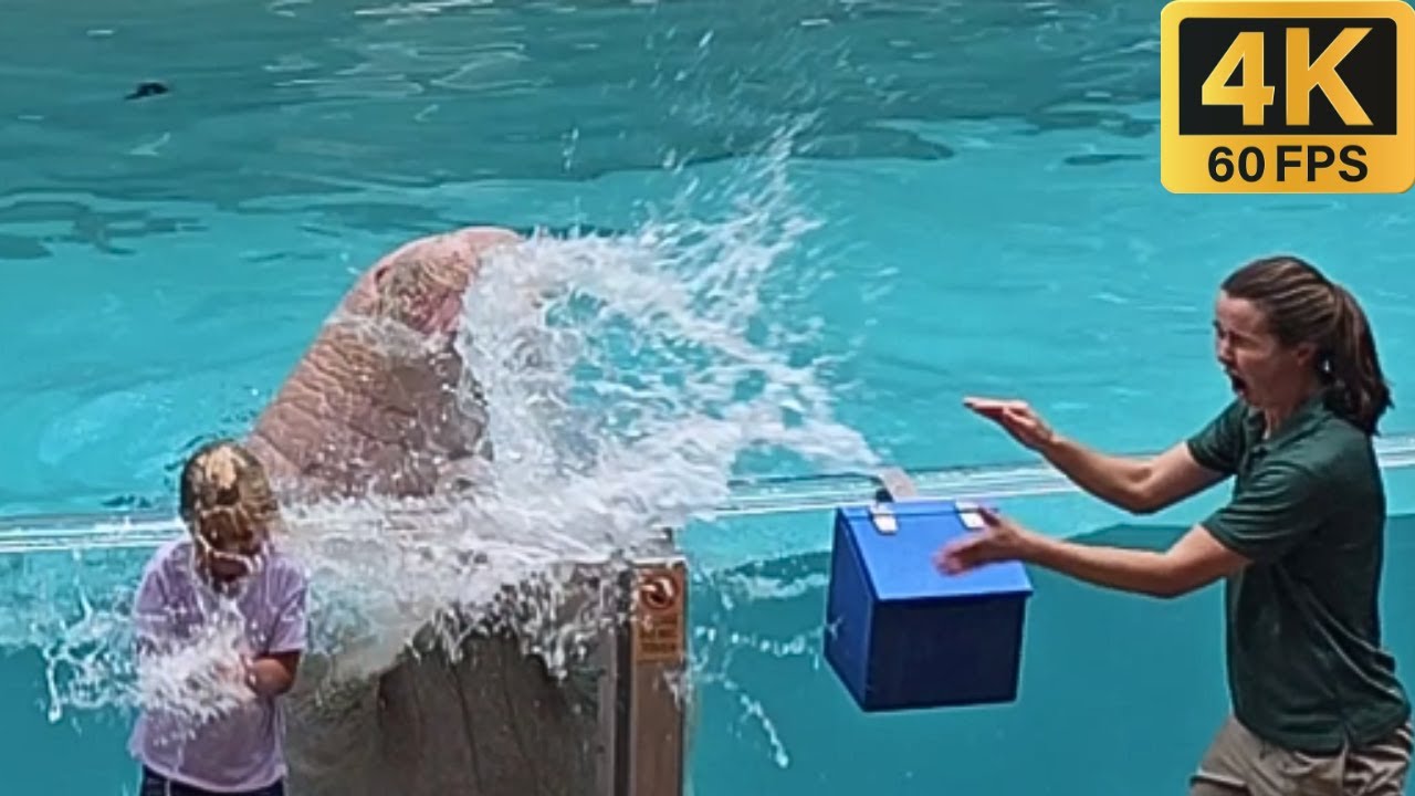 В центре внимания морской лев и выдра (полное шоу 4K) SeaWorld Orlando — 16 августа 2023 г.