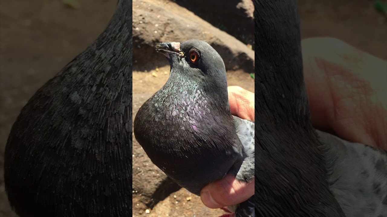 Poor pigeon gets saved. Fishing line wrapped around it's foot 🐦 #animals