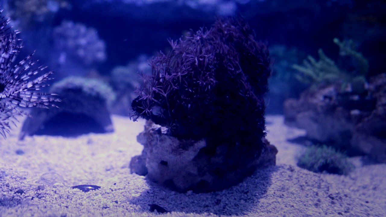 Michigan Sea Life ( Great Lakes Crossing ) - Adventure with me