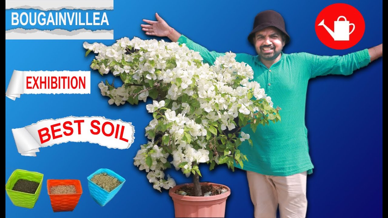 How to grow bougainvillea? best soil for bougainvillea , growth fertilizer for bougainvillea !