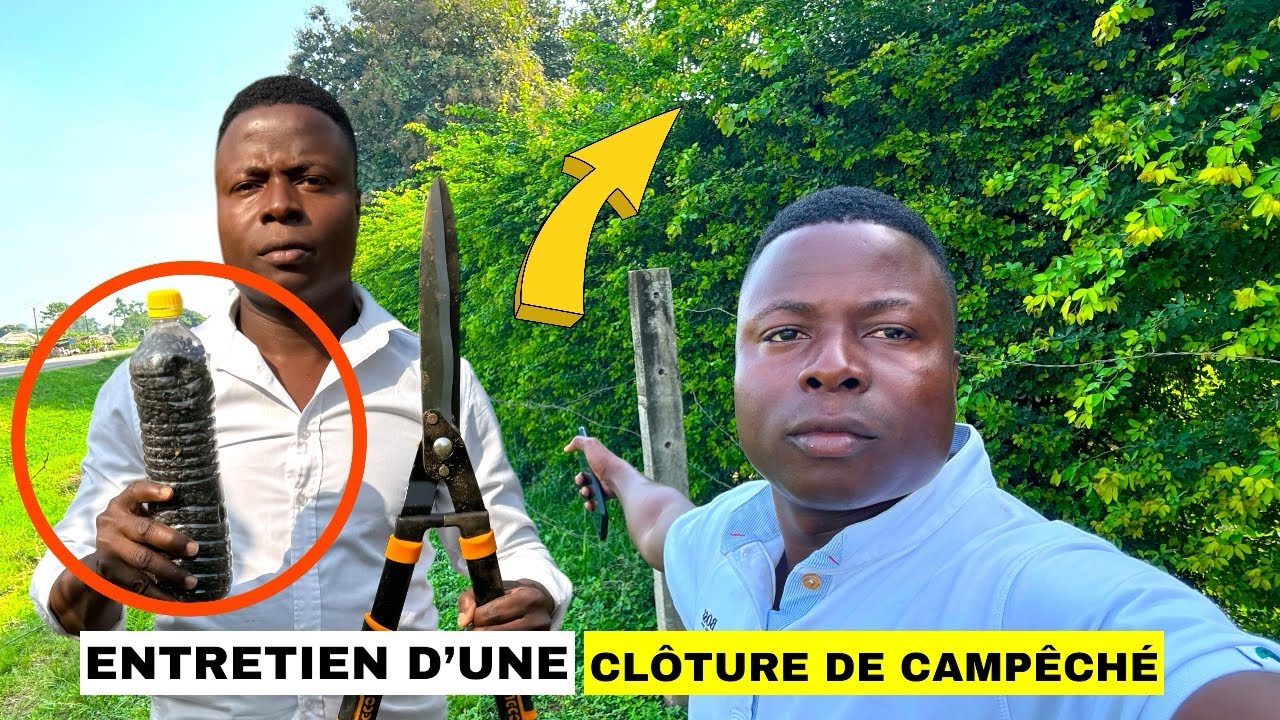 Comment obtenir￼ une très belle clôture de Campêché sur ma ferme ?