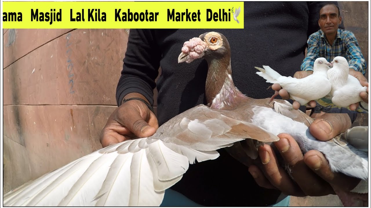 Jama Masjid Lal Kila Kabootar Market | X Fighter Birds